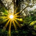 Forest 396025 1280