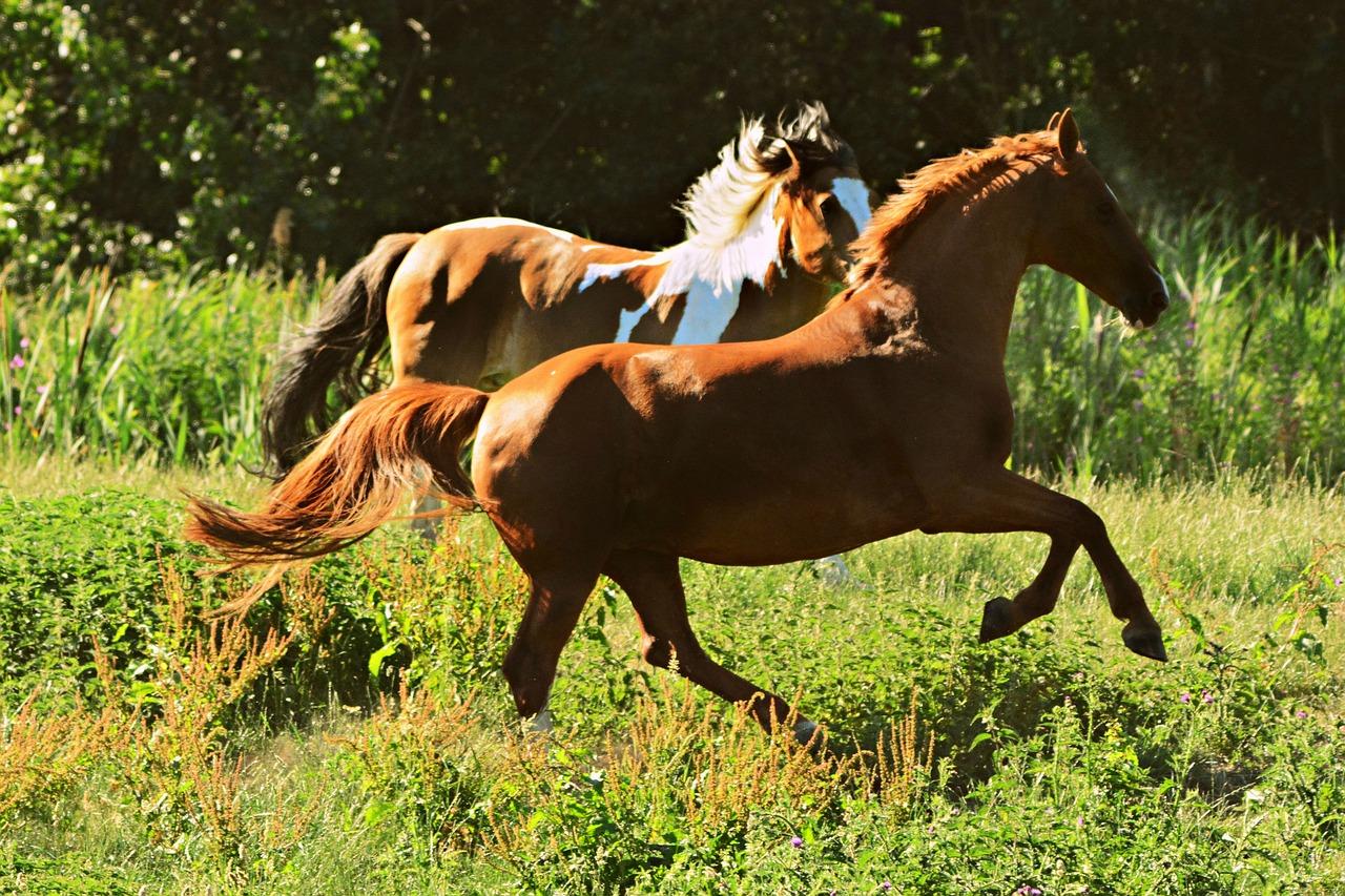 Chevaux